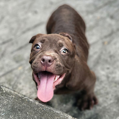 Chó Banpit 3 tháng màu nâu socola tại Chạm Pets, ảnh thật bé đang sẵn