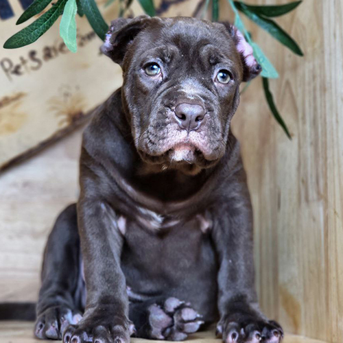 Chó Banpit nâu socola 3 tháng tại Chạm Pets, ảnh thật bé đang sẵn