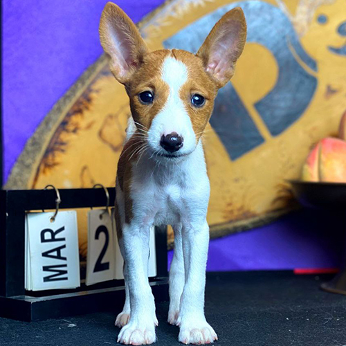 Chó Basenji đỏ trắng đực chụp chính diện, mắt sáng tai dựng, ảnh thật bé đang sẵn 🐾