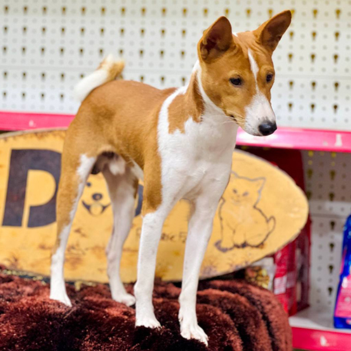 Chó Basenji đỏ trắng đực đang sẵn, form đứng gọn, ảnh thật tại Chạm Pets 🐾