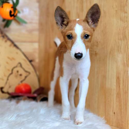 Chó Basenji đỏ trắng đực đang sẵn, tai dựng đẹp, form đứng rõ nét tại Chạm Pets 🐾