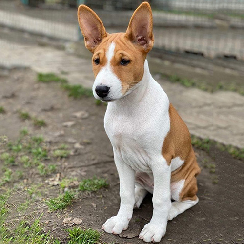 Chó Basenji đỏ trắng đực ngồi ngoài trời, form gọn chắc, ảnh thật bé đang sẵn tại Chạm Pets 🐾