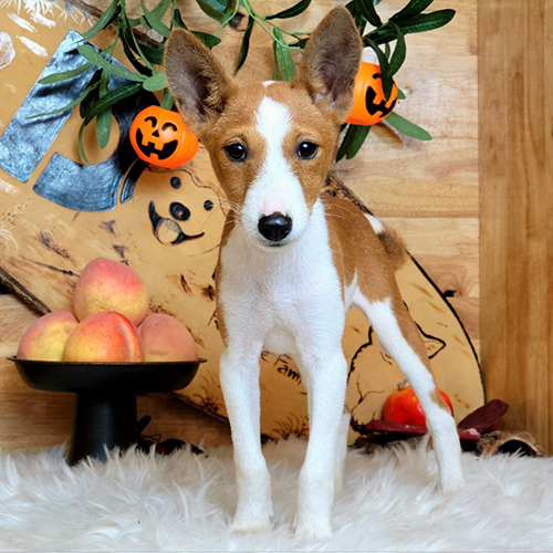 Chó Basenji vàng trắng con đang sẵn, ảnh & video thật tại Chạm Pets, bé đực dáng gọn, mặt sáng lanh lợi