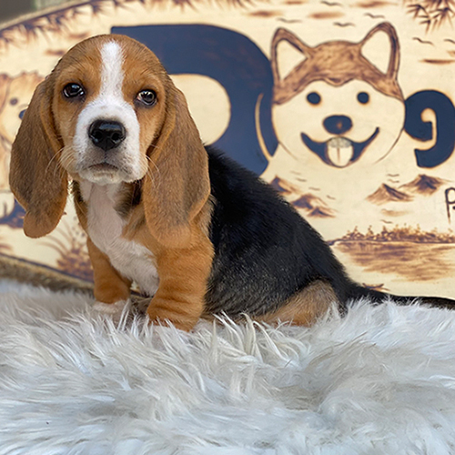 Chó Basset Hound con 2 tháng tuổi màu tricolor đang sẵn – ảnh thật tại Chạm Pets