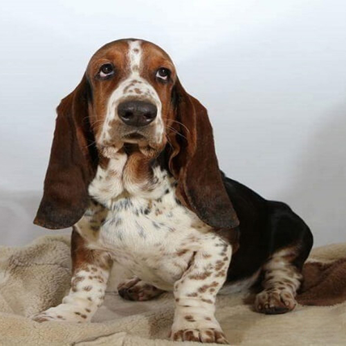 Chó Basset Hound con tai dài màu tricolor đang sẵn – ảnh thật tại Chạm Pets