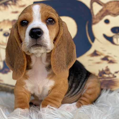 Chó Basset Hound 3 tháng tuổi đang sẵn, ảnh & video thật tại Chạm Pets, bé đực tai dài, mặt hiền, dáng thấp đặc trưng