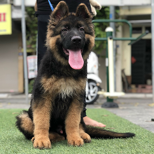 Chó Becgie Đức đen vàng con đang sẵn, ảnh & video thật tại Chạm Pets, bé đực lông xù dày, mặt bầu lanh lợi