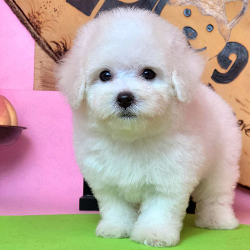 Chó Bichon con trắng tuyết đứng cận mặt, lông bông dày, mắt tròn đen, form cân đối