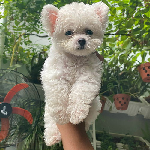Chó Bichon con trắng tai bướm được bế lên tay, lông xoăn bông, nhìn cận mặt rõ mắt mũi