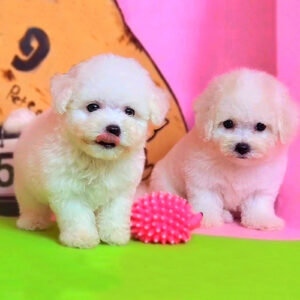 Cặp đôi chó Bichon con trắng tuyết 2–3 tháng đứng cạnh nhau, lông bông dày, có bóng gai hồng