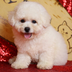 Chó Bichon con trắng tuyết ngồi cận mặt, lông bông dày, thè lưỡi đáng yêu