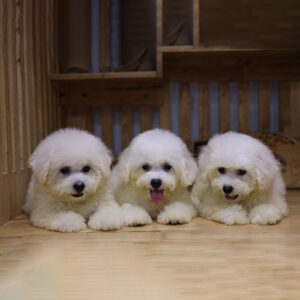 Chó Bichon con trắng tuyết 2–3 tháng đang sẵn, nằm cạnh nhau trên sàn gỗ