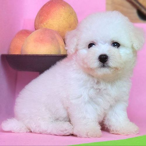Chó Bichon con trắng tuyết 2–3 tháng ngồi nghiêng, lông bông dày, nhìn cận mặt rõ mắt mũi