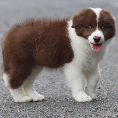 Chó Border Collie nâu đỏ trắng con đang sẵn, ảnh & video thật tại Chạm Pets, bé đực lông bông, mặt hiền lanh lợi