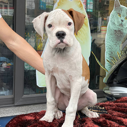 Chó Boxer con màu trắng nâu đang sẵn, ảnh chụp cận dáng ngồi tại Chạm Pets 🐾