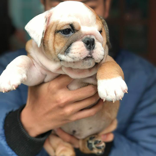 Chó Bull Anh vàng trắng 2 tháng tuổi, cận mặt xệ, ảnh thật đang sẵn