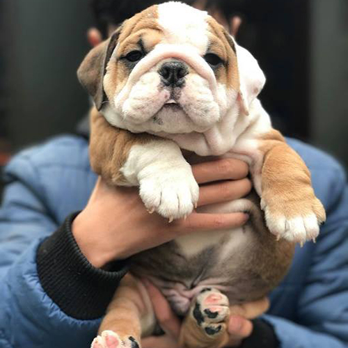 Chó Bull Anh vàng trắng 2 tháng tuổi, mặt xệ đáng yêu, ảnh thật đang sẵn