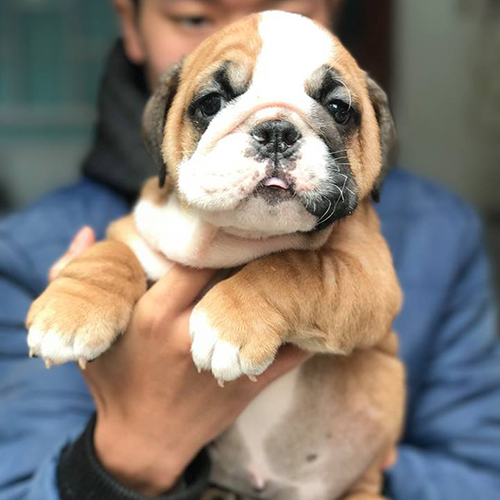 Chó Bull Anh vàng trắng 2 tháng tuổi, mặt xệ mũi đen, ảnh thật đang sẵn