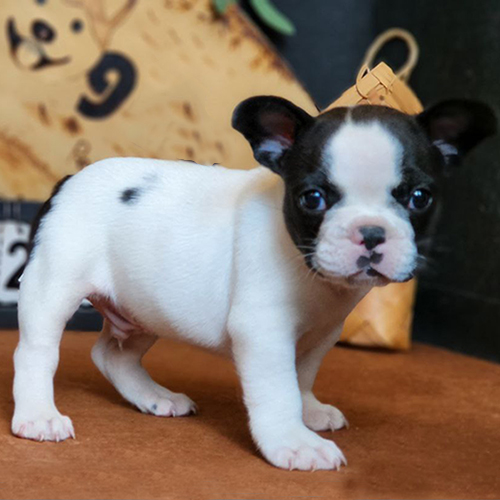 Chó Bull Pháp con đang sẵn, ảnh & video thật tại Chạm Pets, bé đực trắng đen mặt bầu, dáng lùn chắc khỏe