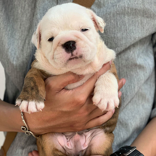 Chó Bulldog Anh bò sữa trắng 2 tháng tuổi, cận mặt xệ, ảnh thật đang sẵn