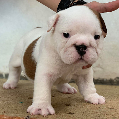 Chó Bulldog Anh bò sữa trắng 2 tháng tuổi, dáng đứng chắc, ảnh thật đang sẵn