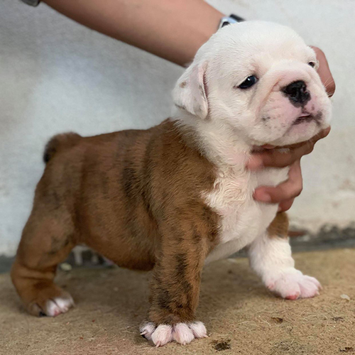 Chó Bulldog Anh bò sữa trắng 2 tháng tuổi, dáng đứng nghiêng, ảnh thật đang sẵn