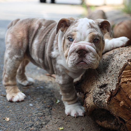 Chó Bulldog Anh chocolate merle đực mặt xệ, mắt xanh, ảnh thật đang sẵn