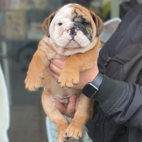 Chó Bulldog vàng trắng 2 tháng tuổi, mặt xệ rõ, ảnh thật đang sẵn
