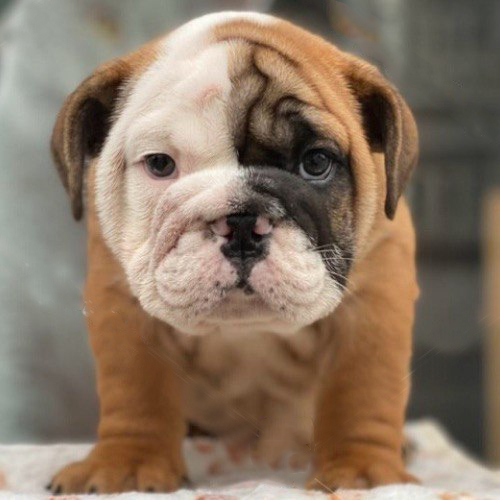 Chó Bulldog vàng trắng con đang sẵn, ảnh & video thật tại Chạm Pets, bé đực mặt xệ đáng yêu, dáng lùn chắc khỏe