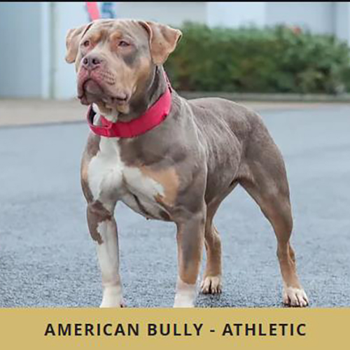 Chó Bully dòng Athletic (American Bully Athletic) thân gọn, cơ bắp cân đối, dáng đứng khỏe