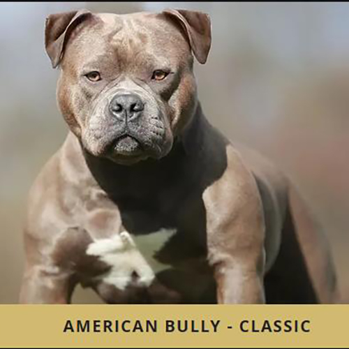 Chó Bully dòng Classic (American Bully Classic) thân cân đối, ngực nở, cơ bắp rõ