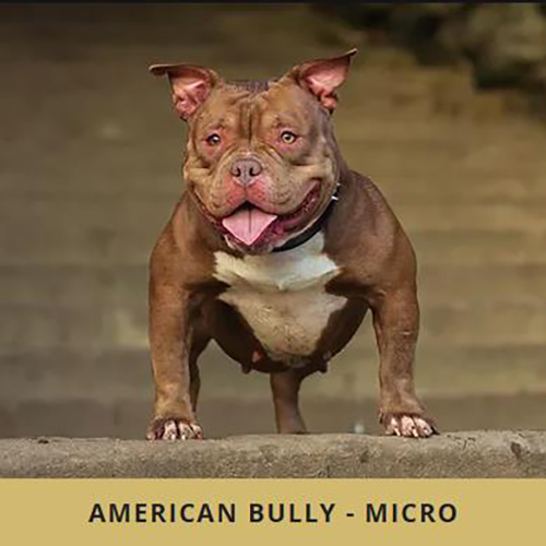 Chó Bully dòng Micro (American Bully Micro) siêu thấp chân, ngực nở, thân dày