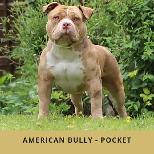 Chó Bully dòng Pocket (American Bully Pocket) nhỏ gọn, cơ bắp dày, dáng đứng chắc