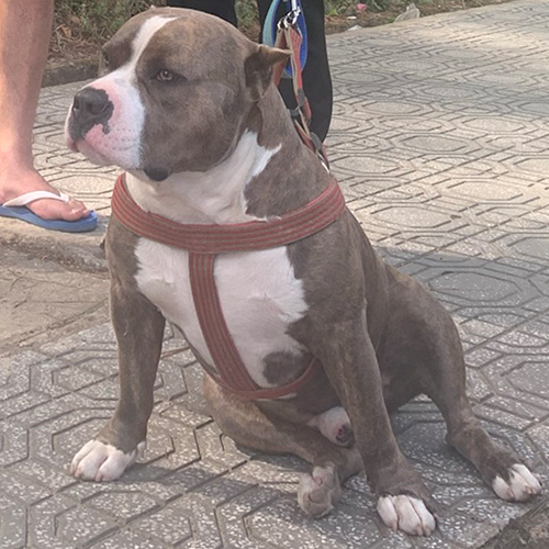 Chó Bully form lực kiểu Standard/Classic, dáng ngực nở xương chắc, đi dạo dễ kiểm soát