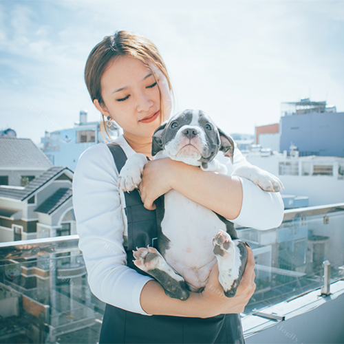 Chó Bully xám trắng 2–3 tháng tuổi, ảnh thật bé đang sẵn được bế trên tay