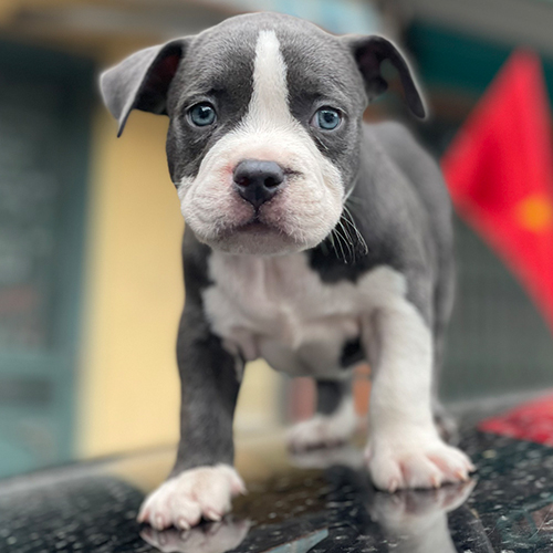 Chó Bully xám trắng mắt xanh, ảnh cận mặt form gọn lực, bé đang sẵn