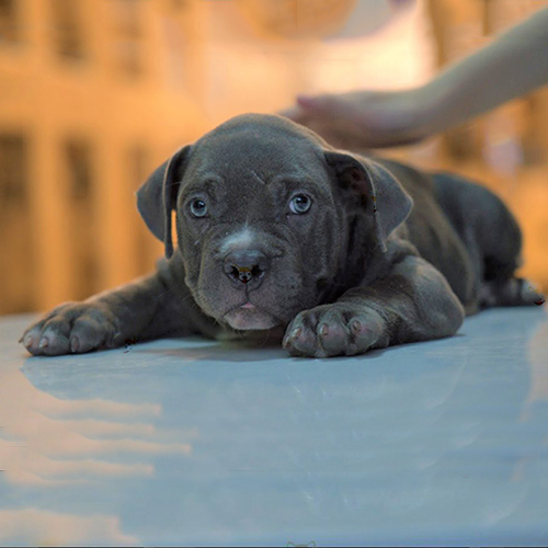 Chó Bully nâu nằm thư giãn, ảnh thật cận mặt bé đang sẵn