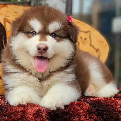 Chó cảnh Alaska nâu đỏ 2 tháng đực nằm tạo dáng, mặt bầu, lông dày, ảnh & video thật