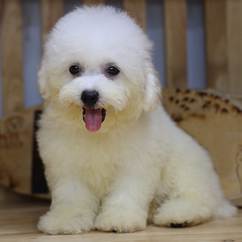 Chó cảnh Bichon Frise con 2 tháng lông trắng bông xù, ngồi nhìn camera, ảnh & video thật