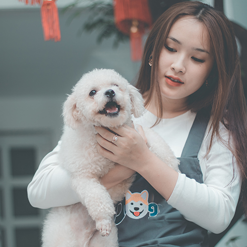 Chó cảnh Bichon trắng lông bông được bế trên tay nhân viên Chạm Pets, ảnh & video thật