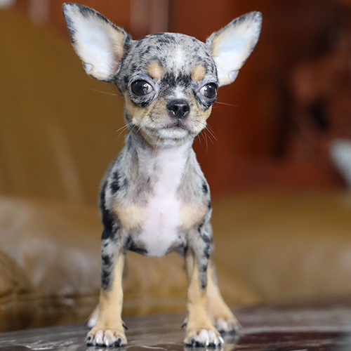 Chó cảnh Chihuahua merle loang 2 tháng đứng dáng nhỏ gọn, tai dựng, mắt tròn, ảnh & video thật