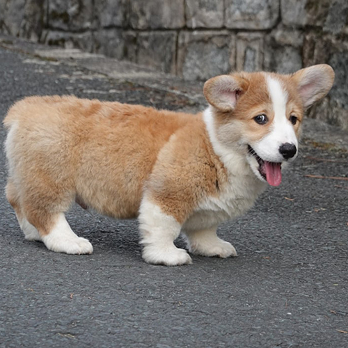 Chó cảnh Corgi vàng trắng 2 tháng chân ngắn, thân dài, lông bông, ảnh & video thật