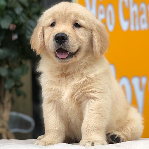 Chó cảnh Golden Retriever lông vàng 2 tháng ngồi tạo dáng, mặt hiền, lông bông, ảnh & video thật