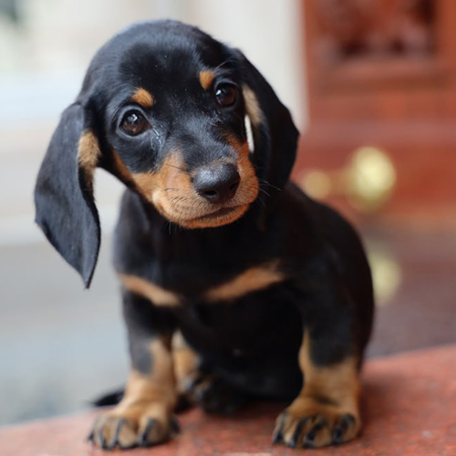 Chó cảnh lạp xưởng đen vàng 2 tháng ngồi nghiêng đầu, mắt to, chân ngắn, ảnh & video thật