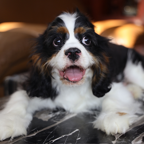 Chó Cavalier King Charles Spaniel tricolor đang sẵn, ảnh cận mặt mắt to tai rủ