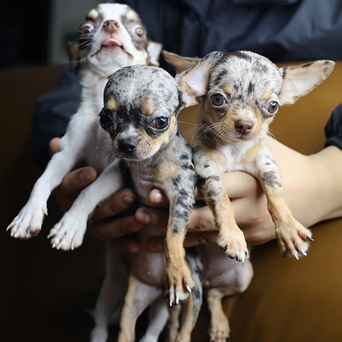 3 bé chó Chihuahua con đang sẵn, màu merle và trắng, ảnh thật tại Chạm Pets