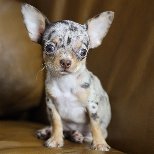 chó Chihuahua con màu merle ngồi nhìn thẳng, ảnh thật bé đang sẵn tại Chạm Pets