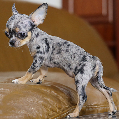 chó Chihuahua con màu merle đứng nghiêng, ảnh thật bé đang sẵn tại Chạm Pets