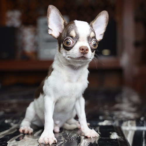 chó Chihuahua con màu nâu trắng bicolor ngồi nhìn nghiêng, ảnh thật bé đang sẵn tại Chạm Pets