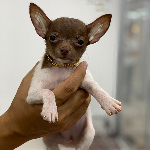 chó Chihuahua đực 2 tháng mini màu nâu trắng bicolor, ảnh thật bé đang sẵn tại Chạm Pets